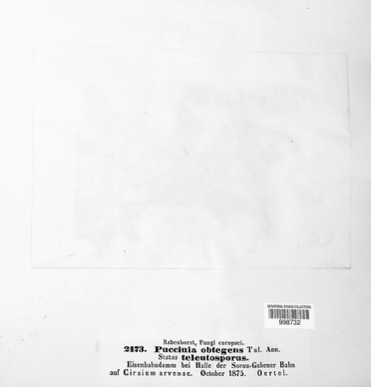 Puccinia obtegens image
